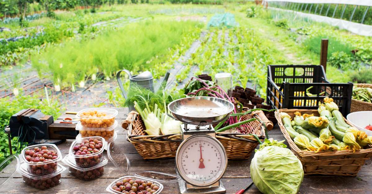 Fresh farm produce is on a wooden table with a scale. In the background, there is a beautiful garden filled with produce.