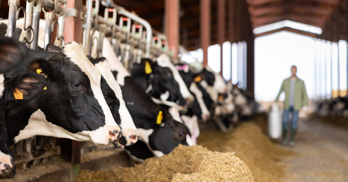 Black-and-white cows up close and peeking out from their stalls and eating forage. A farmer is in the background.